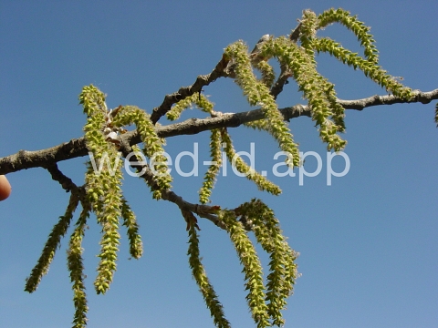 poplar, white